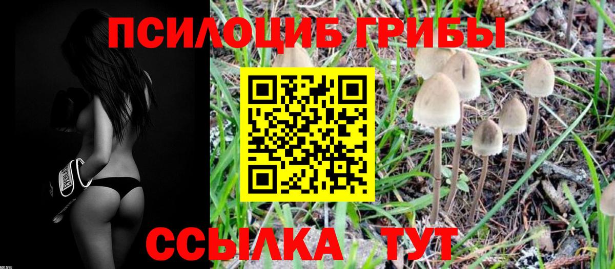 Галлюциногенные грибы Psilocybe  Вход с VPN  цены   Сертолово  Псилоцибиновые грибы мицелий 